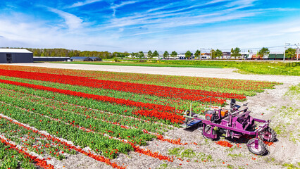 Aerial drone view of tulip fields in spring season, bulbfields and tulips blossoming in springtime, tractor and farm equipment, agriculture in the Netherlands