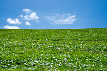 Empty grass field. Garden landscape. Wild grass meadow. Lawn grass background. Vibrant green...