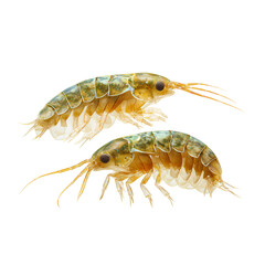 gammarus