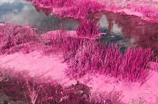 A river pond in Infrared