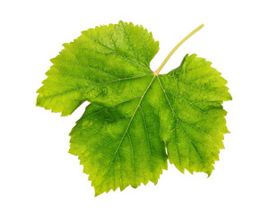 grape leaf isolated on white background.
