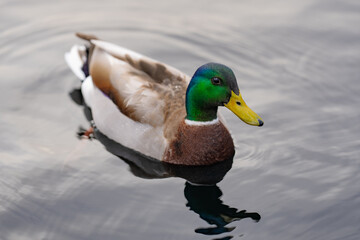 Fototapeta premium Ducks swimming in calm natural water. Ducks group moving across peaceful surface. Ducks wildlife scene with soft reflections. Ducks nature concept of harmony.