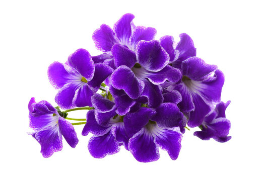 purple duranta flowers isolated on white background