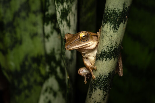 Common tree frog - Polypedates leucomystax, beautiful cute tree frog native to the bushes, forests and fresh waters of Asia, Vietnam.