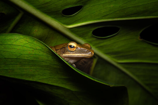 Common tree frog - Polypedates leucomystax, beautiful cute tree frog native to the bushes, forests and fresh waters of Asia, Vietnam.