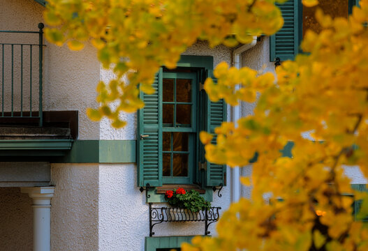 A Color Dialogue Between Golden Ginkgo and a Retro Green Window.