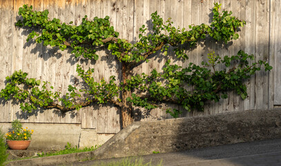 Traditional espalier technique. Decorative espalier gardening. Structured espalier growth. Classic espalier pruning.