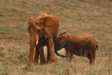 African elephant calf seeking protection with its mother on the savanna