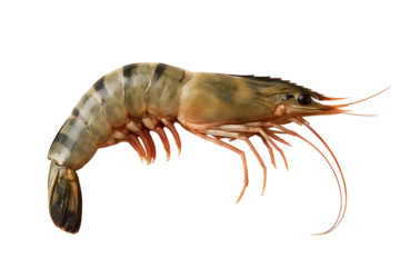 Detailed view of a tiger prawn showcasing its anatomy on transparent background