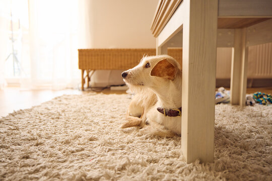 Dog rests beneath the table