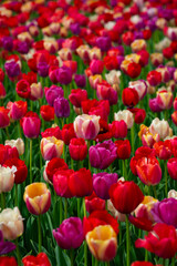 Elegant tulips decorate the landscape. Radiant tulips bring spring energy. Bright tulips create floral harmony. Spring tulips glow with vivid color.