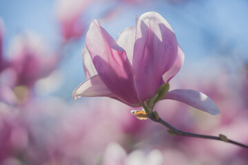 Blossom magnolia. Flower spring bloom. Flower garden background. Flower colorful beauty. Flower delicate petals.