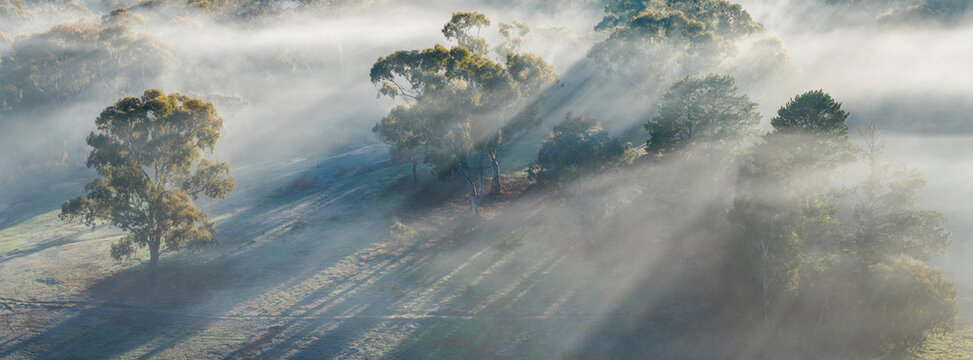 Rays of light through layers of fog over a forest