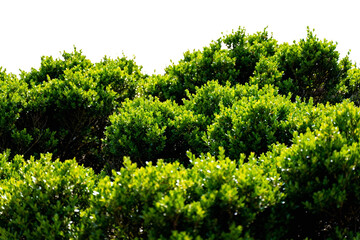 Lush Green Bushes with Bright Foliage