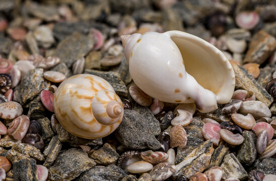 Tonna Dolium Shell On Multi Colored Sea Pebbles and Shells