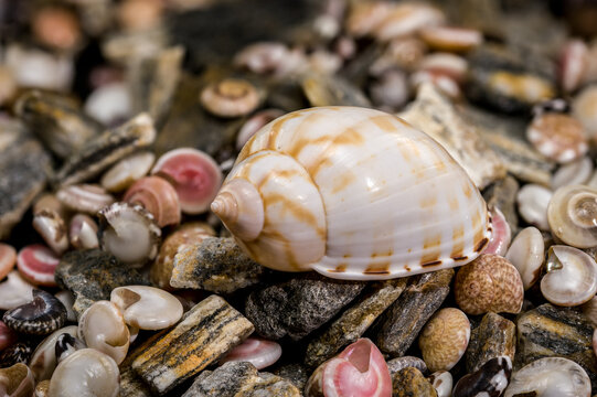 Tonna Dolium Shell On Multi Colored Sea Pebbles and Shells