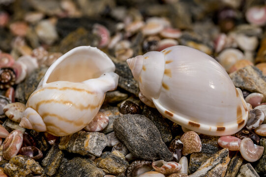 Tonna Dolium Shell On Multi Colored Sea Pebbles and Shells