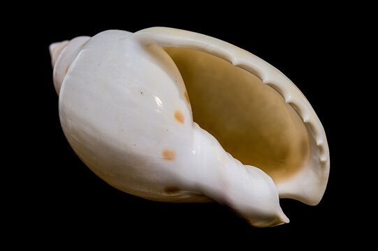 Close Up Of A Spotted Tun Shell Tonna Dolium Isolated