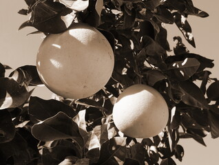 Grapefruit Fruit Organic Closeup View Sepia Tones
Citrus Tree Botanical Vintage Style Brown Color