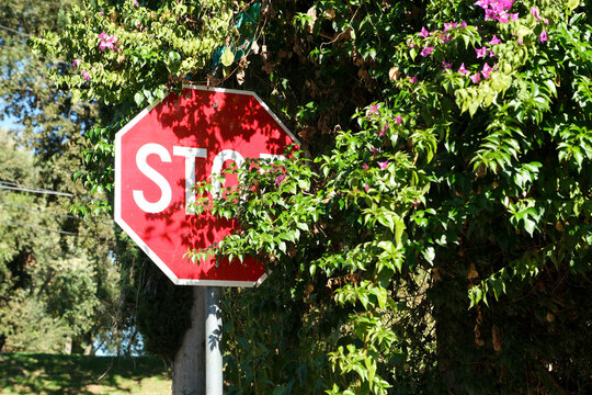 stop sign obstructed by bush