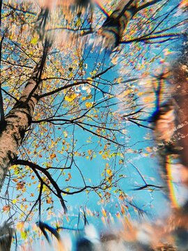 Colorful autumn leaves against a clear sky