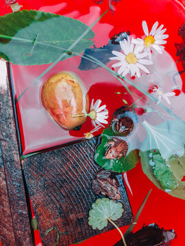 Vibrant leaves and flowers on water