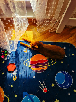 Cat lounging in sunlight with colorful toys