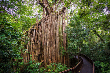 Ancient curtain fig tree towering over a winding rainforest boardwalk.