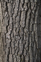 Fototapeta premium Close look at tree bark showing texture and details of wood surface