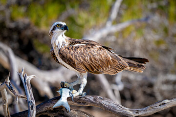 Osprey perched on driftwood clutching a fresh fish