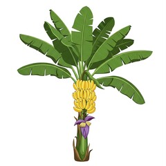 Ripe yellow banana bunch on green banana plant with purple flower