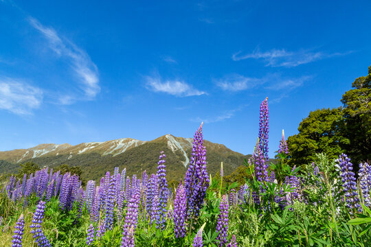 Purple lupin flowers under a blue sky with mountains in background