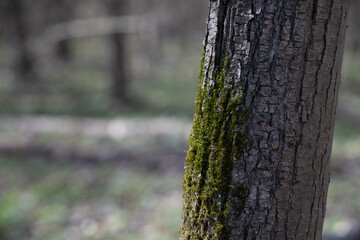 Obraz premium Moss grows on tree trunk in a forest during daytime in spring season