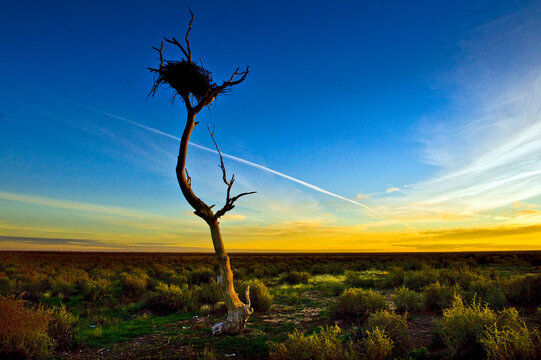 A lone tree with a tangled nest stands against a blazing outback sunset