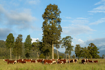 A mob of Hereford cattle in lush grass with trees.