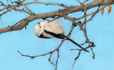 great tit parus major