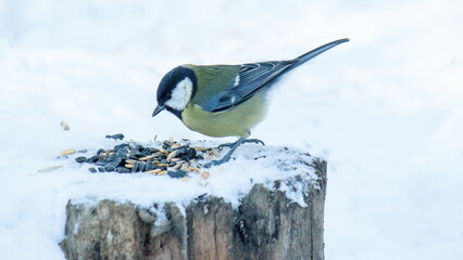 great tit on a branch