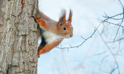 squirrel on a tree