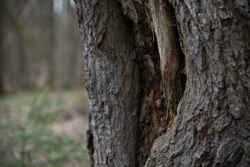 Fototapeta premium Tree trunk showing damage from weather and time in a wooded area