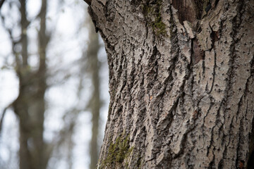 Obraz premium Bark texture on a tree trunk with blurred background in a forest setting