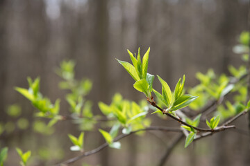 Fresh green leaves sprouting on branches in the forest during early spring