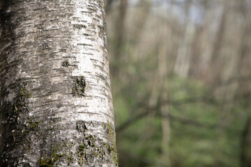 Birch tree trunk located in a forest during daylight hours