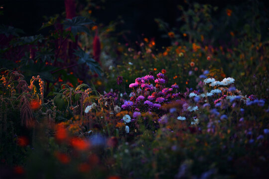 Summer nature flower