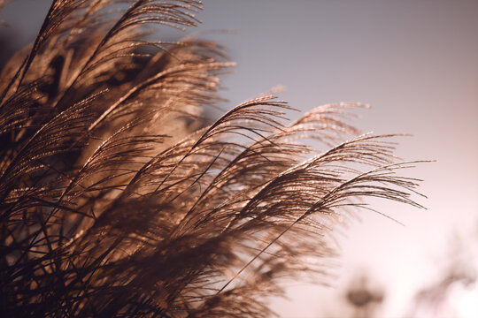 Grass autumn nature