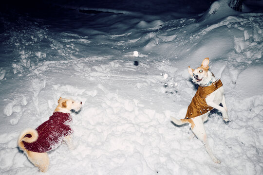 Dogs playing in snow
