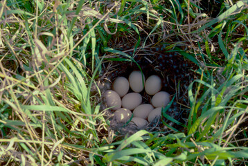 Western grebe (Aechmophorux occidentalis) nest Canadian prairies