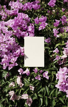 Organic photo white free space card bougainvillea purple floral bush