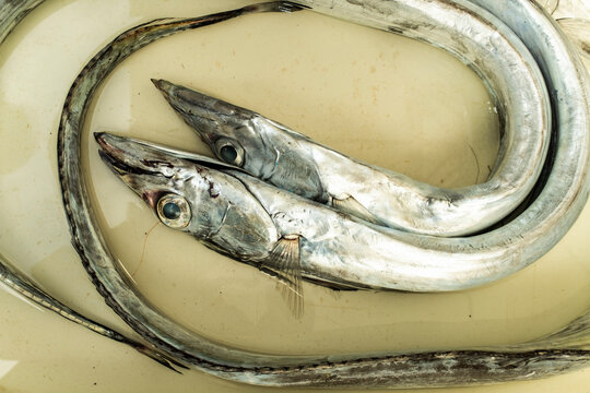 Ribbon fish for sale