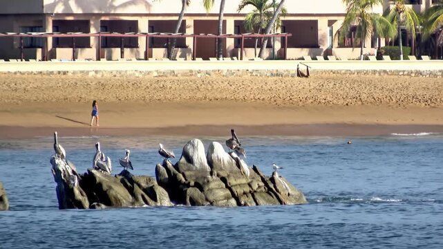 Brown pelicans perched on sea rocks with a beachgoer and coastal resort in the background. A group of pelicans rests on ocean rocks near a sandy shore. A woman walks along the tide line with a tropica