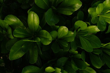 Bright green plant leaves against a dark, contrasting background.